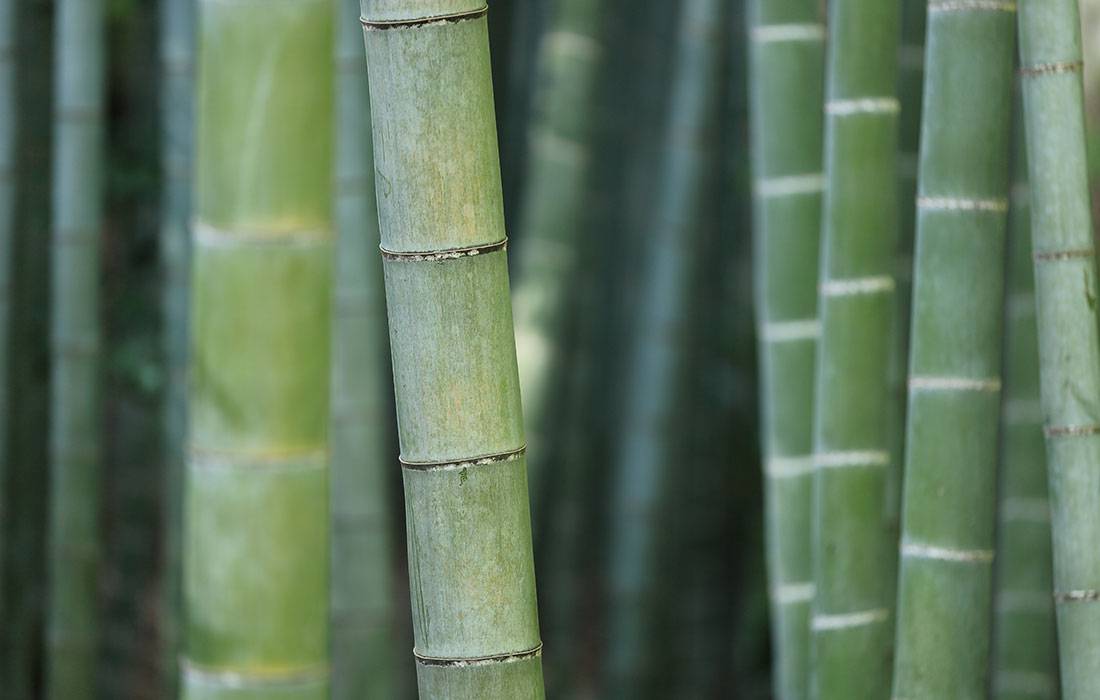 Syntek Pro domain registration growth business success